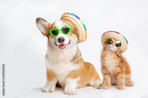 a Welsh Corgi dog is smiling and a ginger cat wearing sunglasses and hats is isolated on a white background, representing the concept of travel and beach vacations.