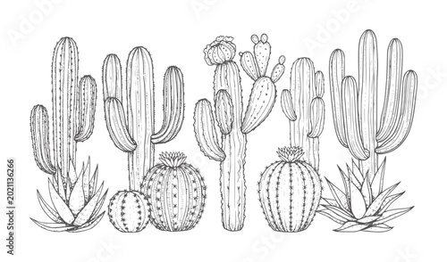 Hand drawn of various desert cacti and succulents in a row cactus botanical flora