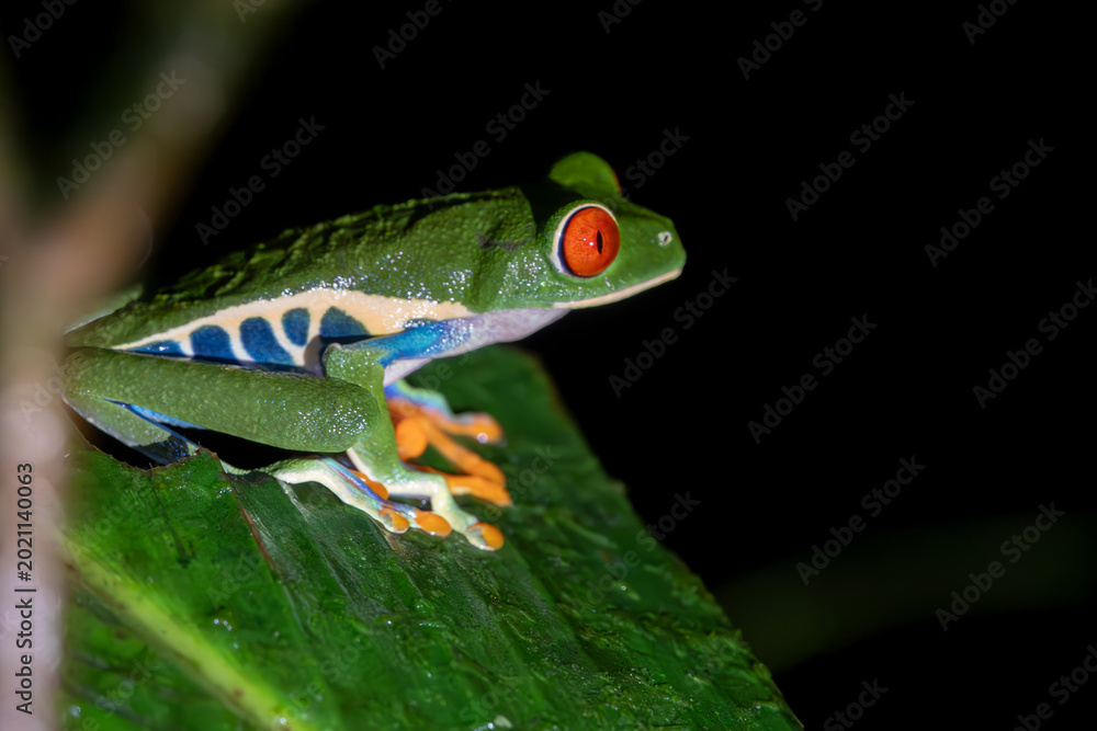 Obraz premium Red-eyed Tree Frog on a Leaf at night time in Costa Rica Rain Forest