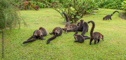 Bild auf Leinwand A Family Group of Coatis at Play on the Ground in Costa Rica