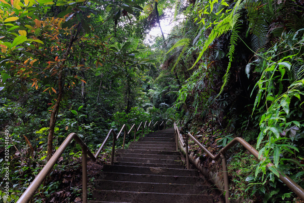 Obraz premium Concrete stairs ascending through dense Malaysian jungle