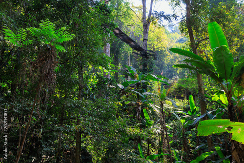 Foto Tropical rainforest at Mae Kampong village, Northern Thailand