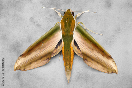 Yam Hawkmoth Theretra nessus with colorful wings on grey background