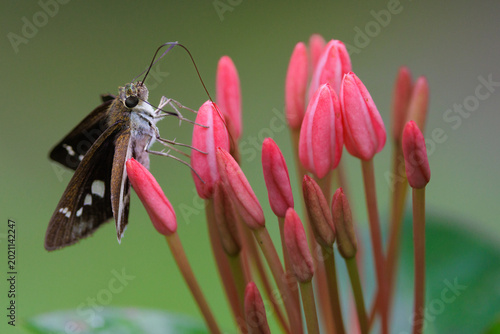 Skipper butterfly searching nectar among pink flower buds