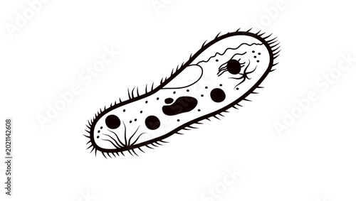Photos Paramecium symbol, black isolated vector silhouette