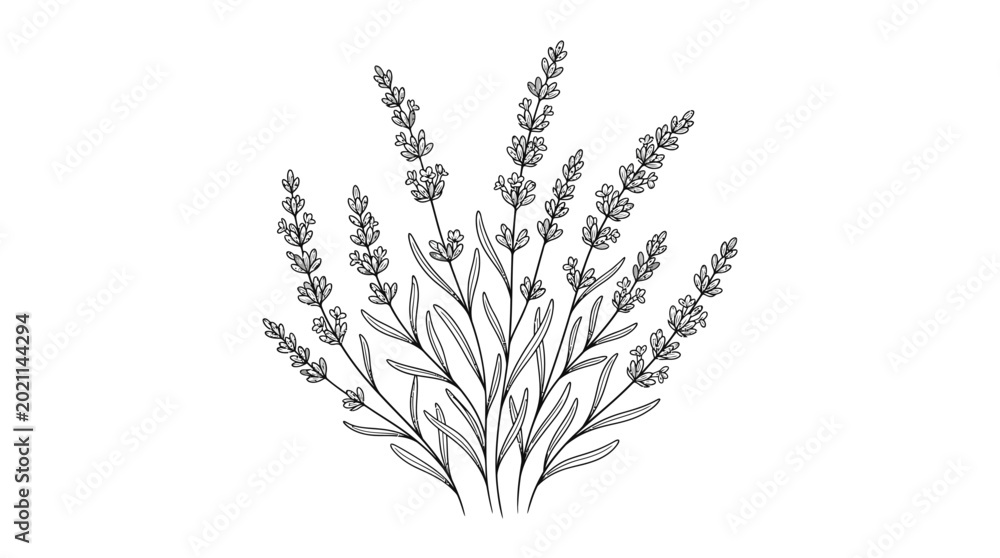 Fototapeta premium Detailed hand-drawn lavender herb bouquet, botanical line art illustration on an isolated white background.
