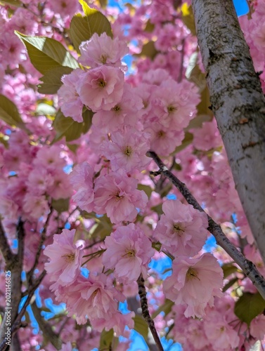 Blooming pink sakura branches viewed from below against a bright blue spring sky. Atmospheric seasonal nature scene ideal for travel content, floral backgrounds, wallpapers, and spring social media