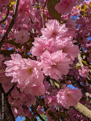 Close-up of lush pink sakura blossoms blooming on tree branches in bright spring sunlight. Vibrant floral background suitable for seasonal branding, nature blogs, wallpapers, and romantic spring theme