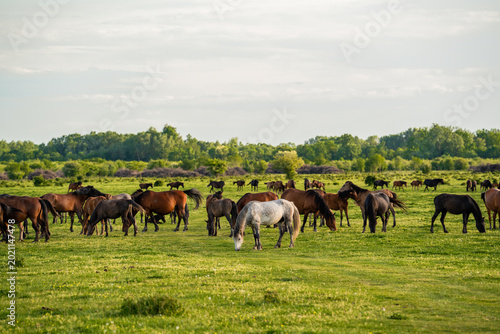 Photos Wide panoramic view of a large herd of wild horses grazing on a vast green meadow under a bright sky