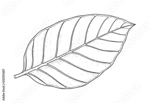 Obraz na płótnie Black and white of a single oval leaf with prominent veins outline