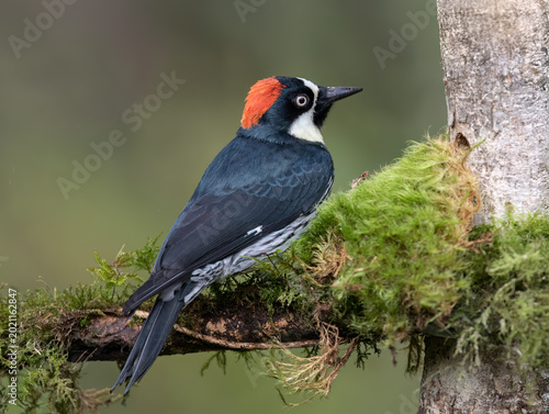 Acorn woodpecker (Melanerpes formicivorus) perched on a moss covered branch in the jungles of Costa Rica. 