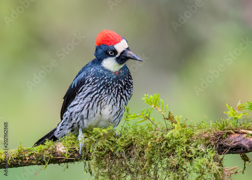 Acorn woodpecker (Melanerpes formicivorus) perched on a moss covered branch in the jungles of Costa Rica. 