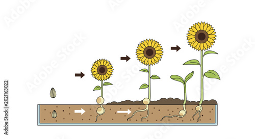 Educational diagram shows life cycle stages of sunflower growing from seed in soil to full bloom under sun with directional arrows.