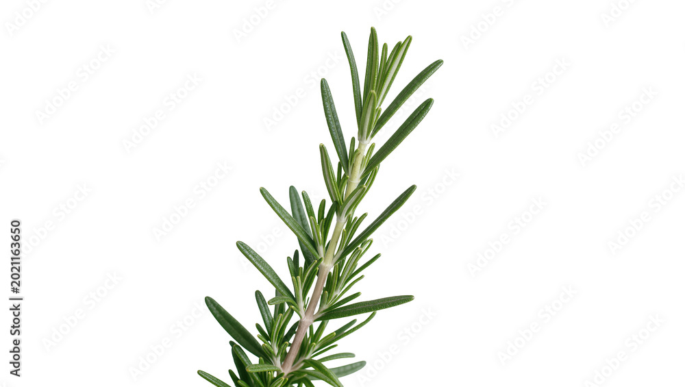 Fototapeta premium Fresh green rosemary sprig with needle-like leaves, isolated on transparent background
