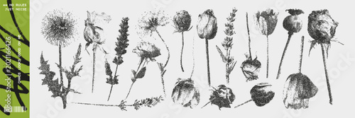 Tableau sur toile Rough Scanned Botanical Illustration Set with Photocopier Halftone Style