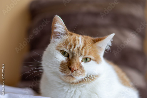 Close-up portrait of a ginger and white domestic cat looking directly at the camera with a blurred background