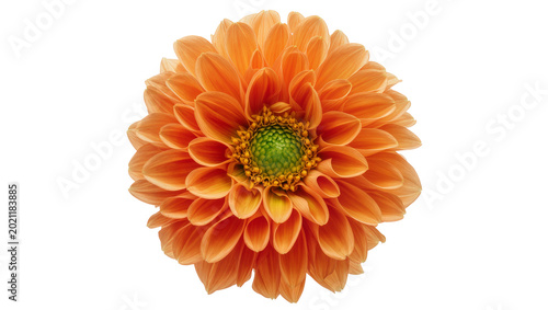 Fotografie Vibrant orange dahlia flower with green center, isolated on transparent backgrou