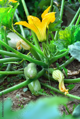 Zucchini plant with small green vegetables and yellow flower in a sunny summer garden with blurred background for text
