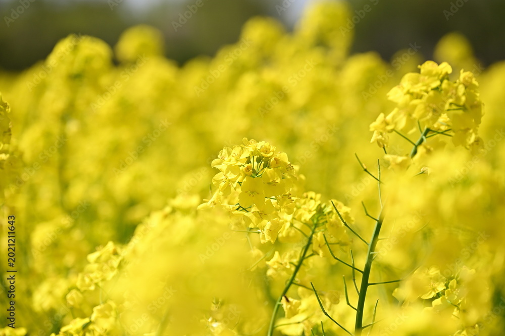 Fototapeta premium 長池憩いの森公園に咲く菜の花（新潟県胎内市）