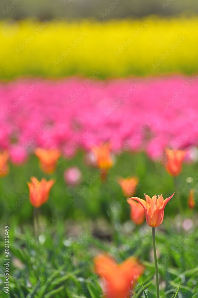 Fototapeta premium 長池憩いの森公園のチューリップフェスティバル（新潟県胎内市）