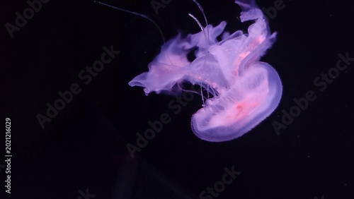 Tablou pe pânză Jellyfish close view background, marine life