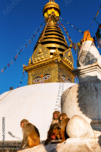 Swayambhunath Stupa with monkeys in foreground, Kathmandu, Nepal