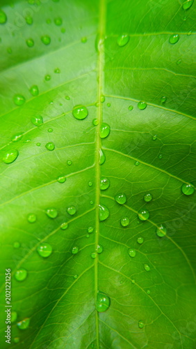 Macro photography of fresh green leaf with sparkling water droplets.