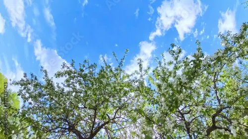 Blooming apple tree branches against a sunny blue sky. Low angle view of white flower blossoms in spring. Nature growth and seasonal transition concept with bright sun rays filtering through foliage.