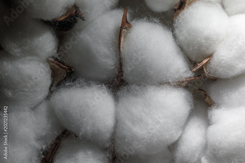Cotton boll fluffy fibers сlose-up. White cotton fibers are highlighted, giving a sense of purity and natural softness texture. Cotton before it's processed for textiles and other uses.