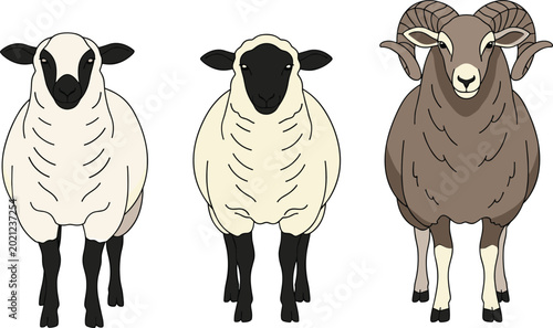 Fotografija Farm Sheep and Ram Animal Vector Illustration Set Isolated on White Background f
