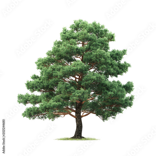 christmas tree isolated on white