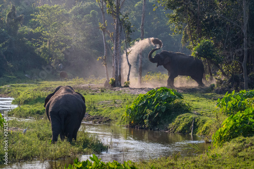 Obraz na płótnie Elephants throw dust to ward off insects