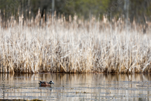 Foto Canard d'Amérique, Anas americana, sur un lac, Québec, Canada