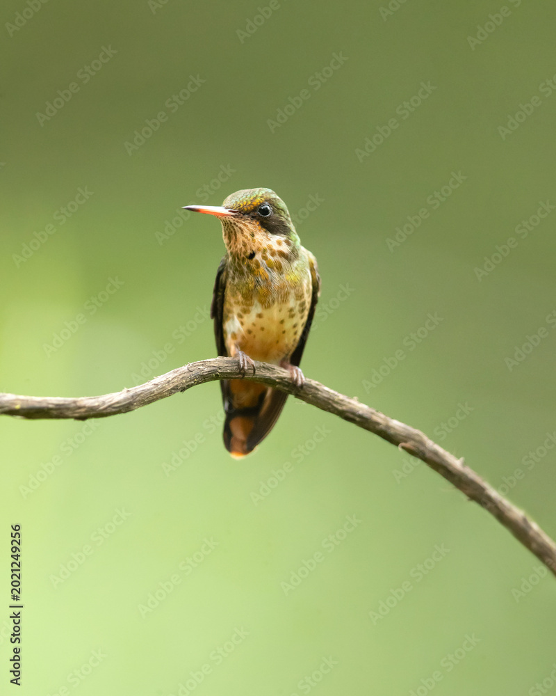 Obraz premium The black-crested coquette (Lophornis helenae) is a species of hummingbird in the 