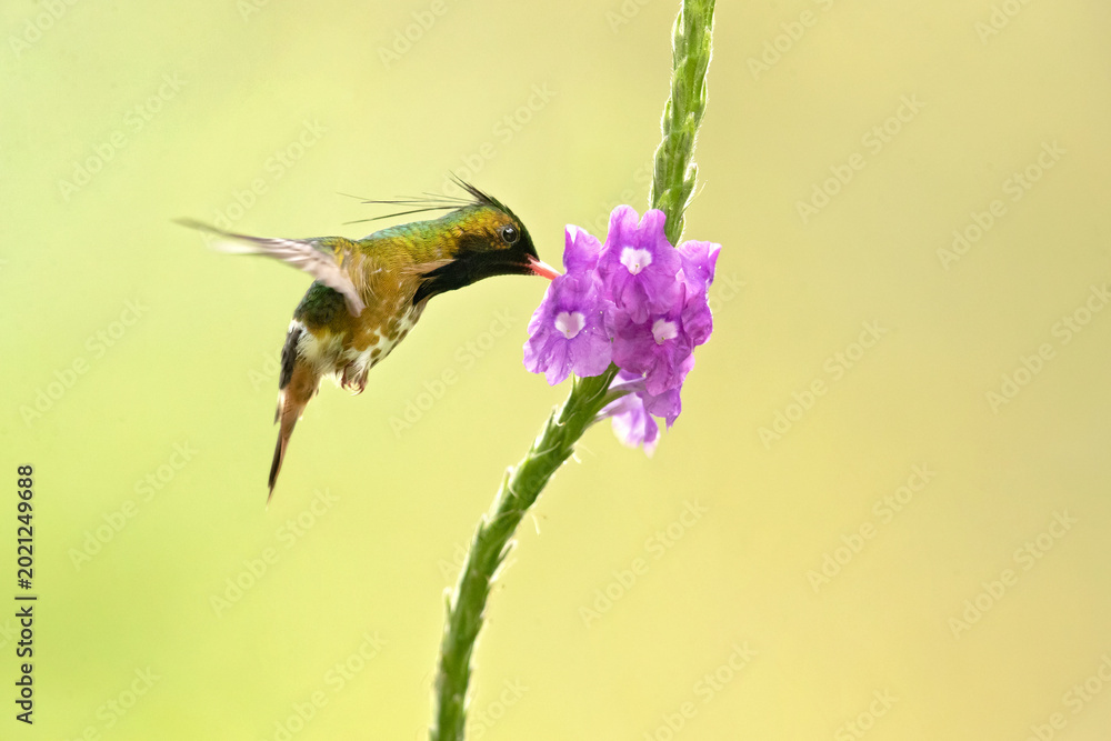 Obraz premium The black-crested coquette (Lophornis helenae) is a species of hummingbird in the 