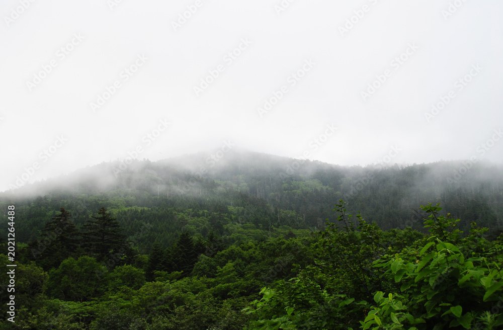 Fototapeta premium This photo showcases the green mountain slopes of the Kuril Islands enveloped in a soft fog on a summer day