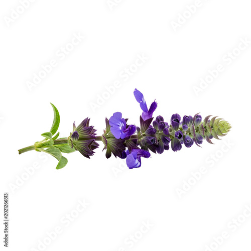 Hardy salvia PNG. Woodland sage summer flower isolated. Purple woodland sage flower PNG. Vibrant purple summer Salvia nemorosa isolated