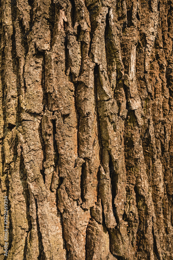 Obraz premium tree bark texture