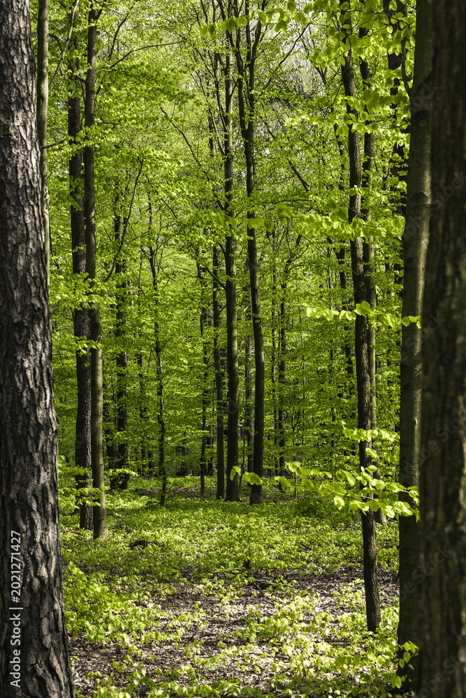 Obraz premium spring, green leaves, trees in the forest, Poland