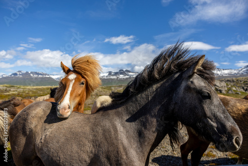 Obraz na płótnie Icelandic horses with flowing manes in scenic Icelandic landscape