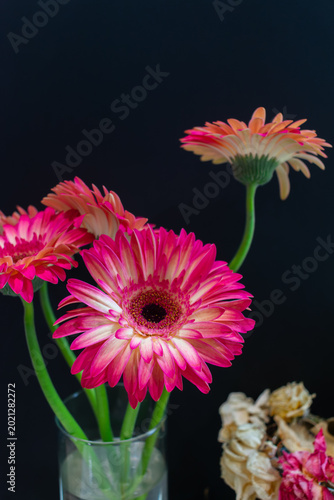 Red Daisy