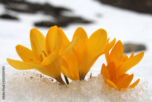 Fotografie yellow crocus, the harbinger of spring