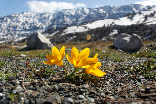 Photography yellow crocus, the harbinger of spring