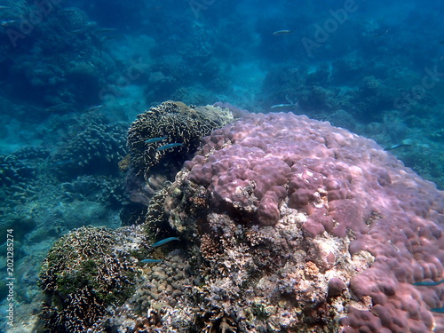 snorkeling at colorful coral reef on gili trawangan