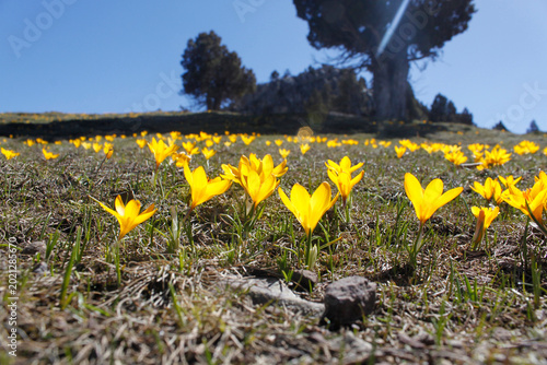 Foto yellow crocus, the harbinger of spring