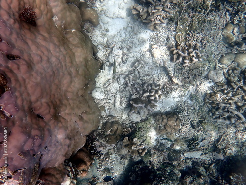snorkeling at colorful coral reef on gili trawangan
