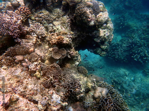snorkeling at colorful coral reef on gili trawangan