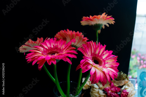 Red Daisy