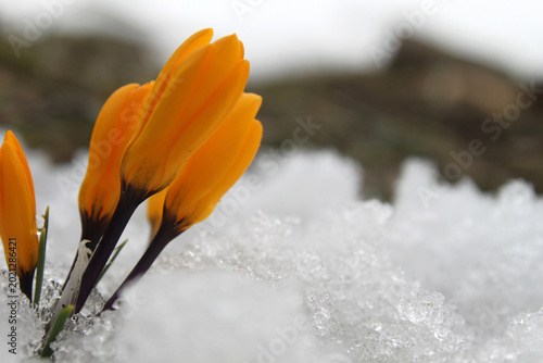 Fotografía yellow crocus, the harbinger of spring