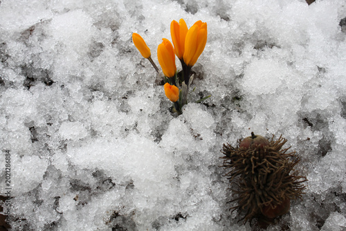 Photography yellow crocus, the harbinger of spring